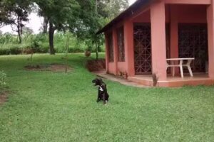 Ab&oacute;boras Pousada