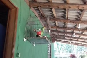 Alviverde Hospedagem