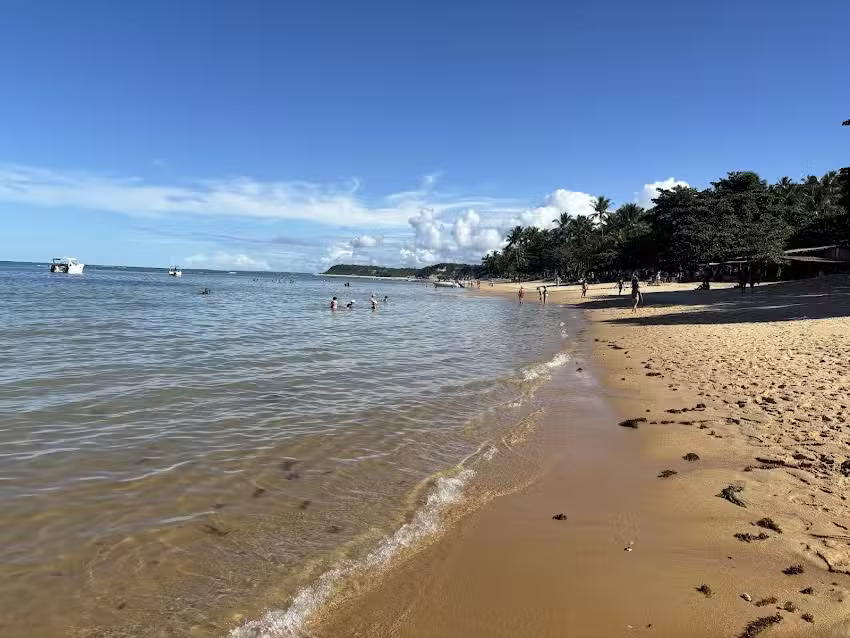 Bangal&ocirc; Hibiscus