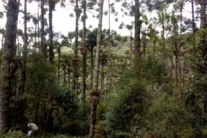 Cabana do Pai Thomaz