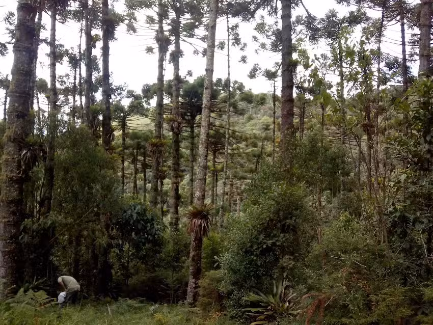 Cabana do Pai Thomaz