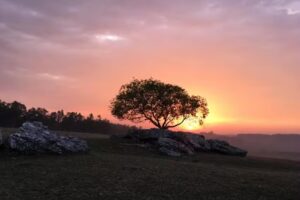 Canela do Mato – Imersão no Campo