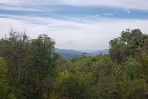 Chal&eacute; Arauc&aacute;ria