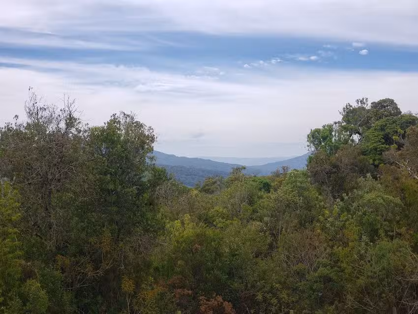 Chal&eacute; Arauc&aacute;ria