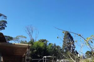 Chal&eacute; Coquerel