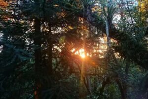 Chal&eacute; Manac&aacute;