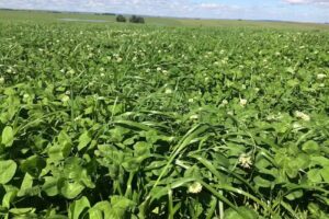 Est&acirc;ncia da Coxilha