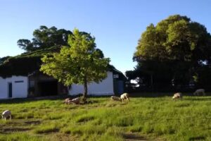 Fazenda Palomas Turismo Agropecu&aacute;rio Rural