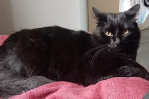 Hospedaria F&ecirc;nix