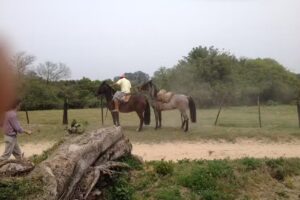 Hospedaria Raízes da Figueira