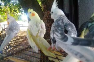 Hotel Dois Irm&atilde;os