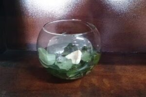 Hotel Pousada Tropical