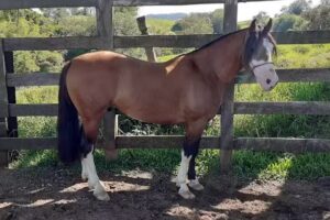 Hotelaria do cheroso