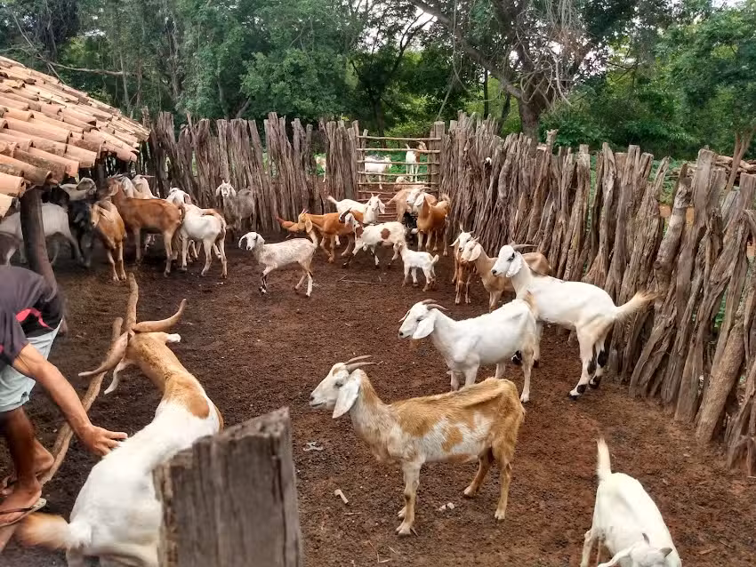 Major (Recanto dos Netos)