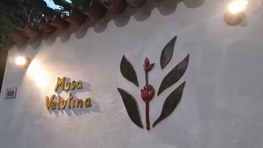 Musa Velutina Su&iacute;tes de Paraty