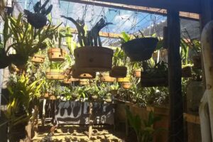 Pousada Almeida Cruz