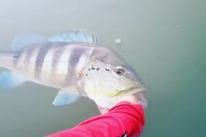 Pousada peixe de mais