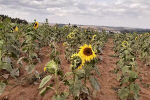 Pousada recanto so Sol