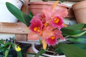 Quarto em Mans&atilde;o Chal&eacute; Duarte