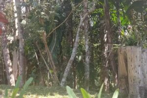 Recanto Arauc&aacute;ria