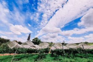 Recanto das Videiras &ndash; Vinhos Canivezi