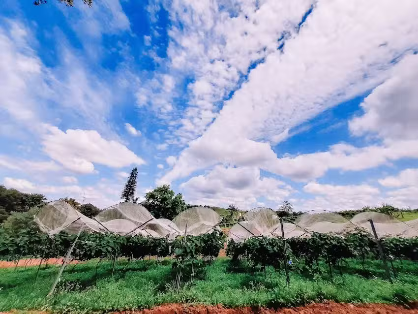 Recanto das Videiras &ndash; Vinhos Canivezi