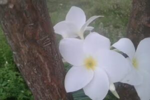 Rio Negro Guest House