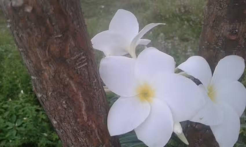 Rio Negro Guest House