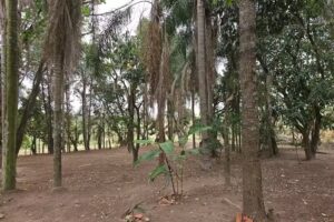 S&iacute;tio Boa Esperan&ccedil;a &ndash; Porto Feliz &ndash; SP