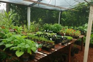 S&iacute;tio Tipuana