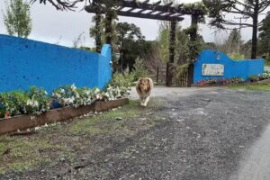 Ybituoca Guest House